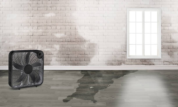 Best Mold removal after water damage  in Marist College, NY